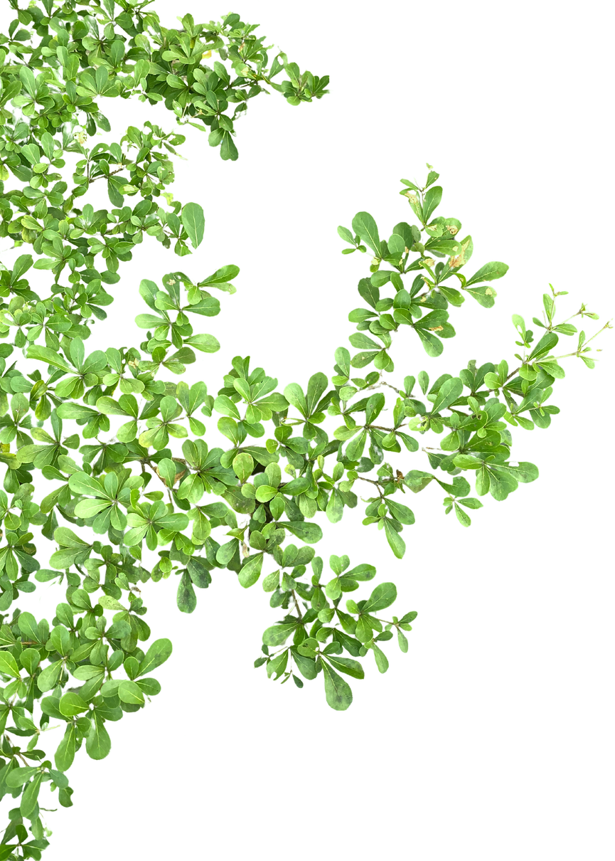 green leaf png